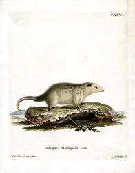 Opossum du Sud