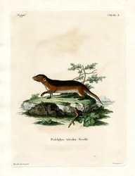 Opossum à flancs rouges du Sud