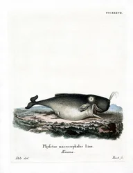 Cachalot