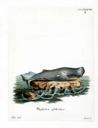 Cachalot