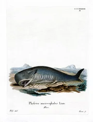 Cachalot