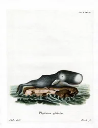 Cachalot