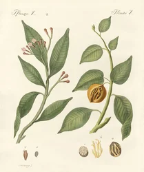 Épices