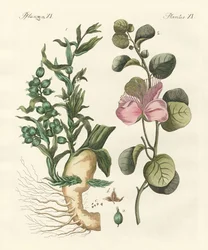 Épices