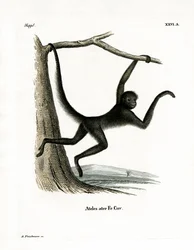Singe-araignée