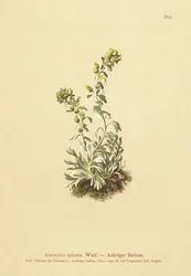 Armoise épineuse (Artemisia spicata, Artemisia bocconei, Artemisia genipi)