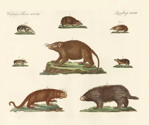 Animaux épineux