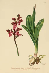 Orchis de Spitzel (Orchis Spitzelii)