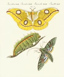 Splendides papillons étrangers