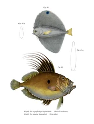 Poisson-ventilateur tacheté