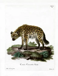 Hyène tachetée