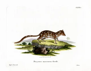 Quoll tacheté