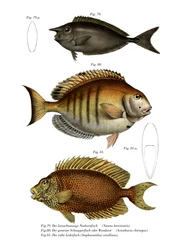 Poisson-licorne tacheté