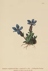 Gentiane printanière (Gentiana verna, Gentiana angulosa, Gentiana aestiva)