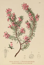 Bruyère printanière (Erica carnea)