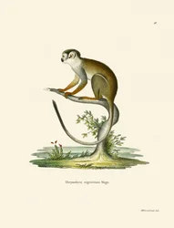 Singe Écureuil