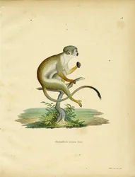 Singe écureuil