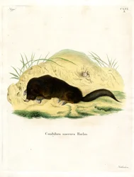 Taupe à nez étoilé