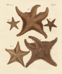 Étoile de mer