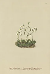 Drave étoilée (Draba stellata)