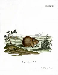 Pika des steppes