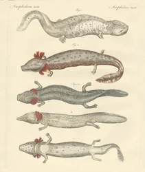 Étranges amphibiens