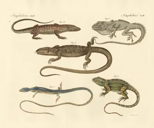 Amphibiens étranges