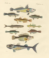 Poissons étranges et beaux