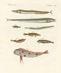Poissons étranges et magnifiques