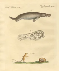 Animaux étranges