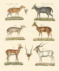 Étranges antilopes