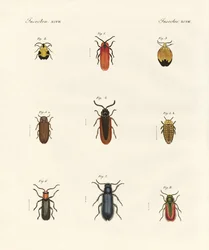 Étranges coléoptères
