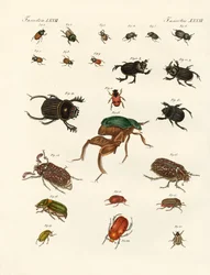 Étranges coléoptères (gravure en couleur)
