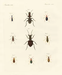 Coléoptères étranges