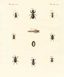 Coléoptères étranges