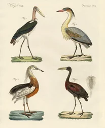 Oiseaux étranges