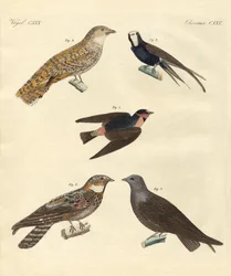 Oiseaux étranges