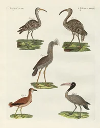 Oiseaux étranges