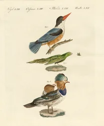 Oiseaux étranges (gravure en couleur)