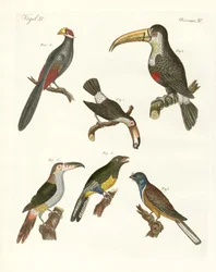 Oiseaux étranges