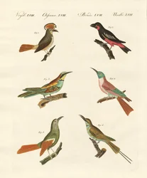 Oiseaux étranges