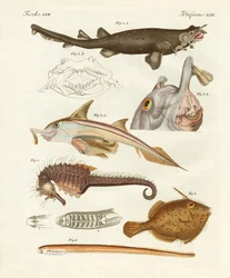Poissons cartilagineux étranges
