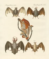Chauves-souris étranges