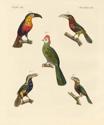 Étranges oiseaux grimpeurs
