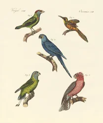Oiseaux grimpeurs étranges