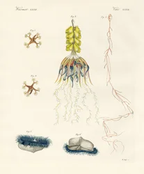 Cténophores étranges