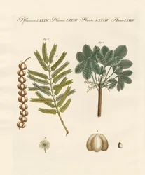 Plantes commerciales étranges