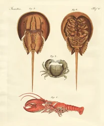 Crabes étranges