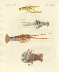 Crabes étranges
