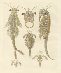 Crustacés étranges